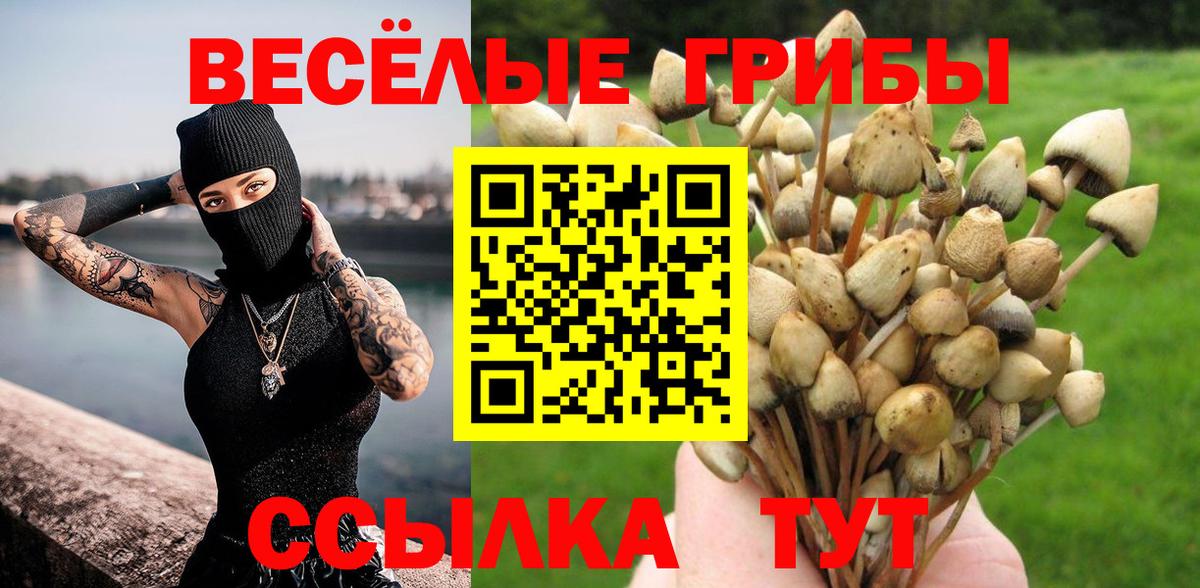 Галлюциногенные грибы Psilocybe Муром